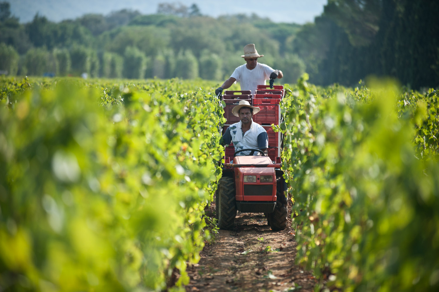 vigneti le macchiole bolgheri