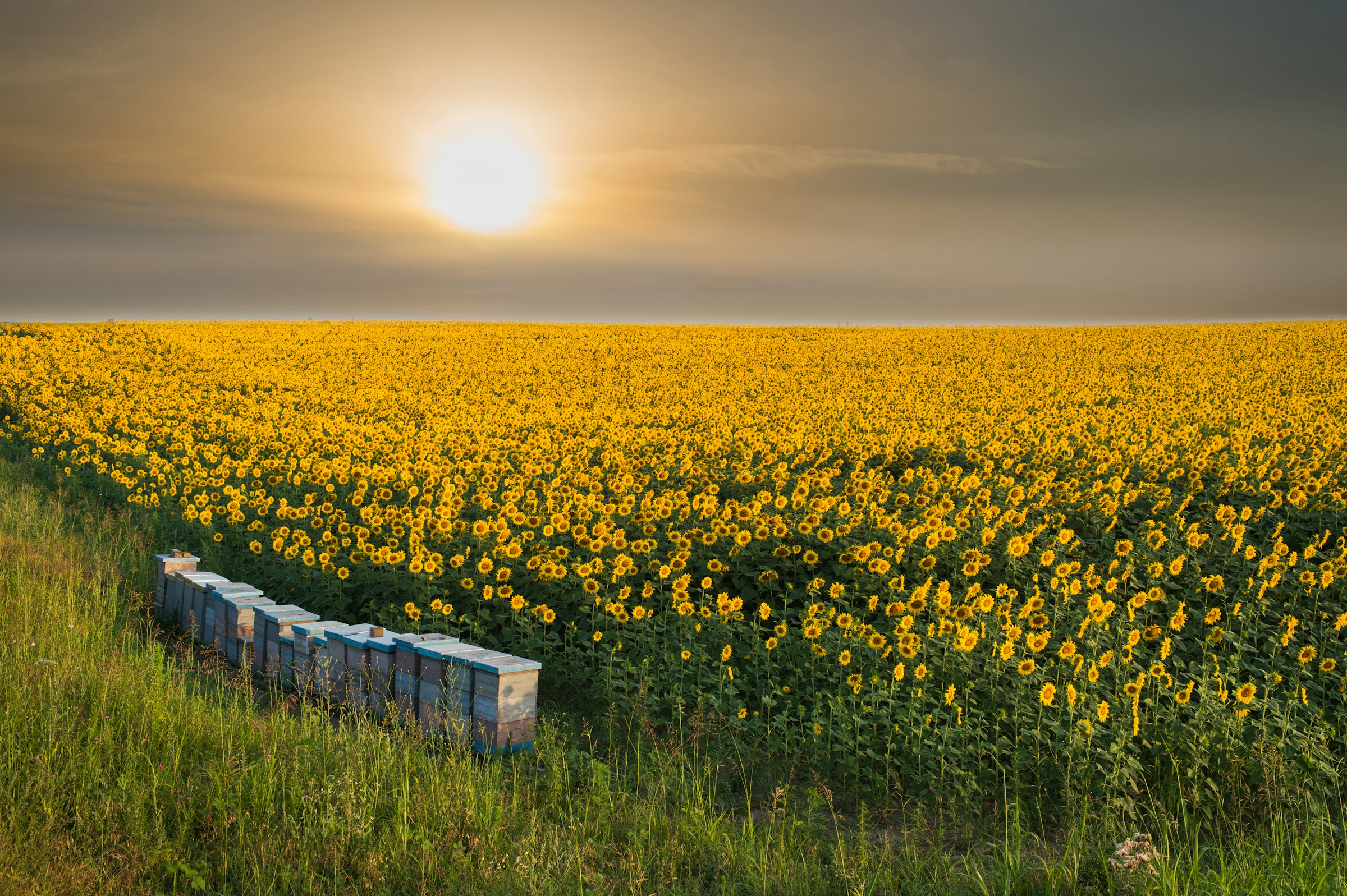 girasole significato