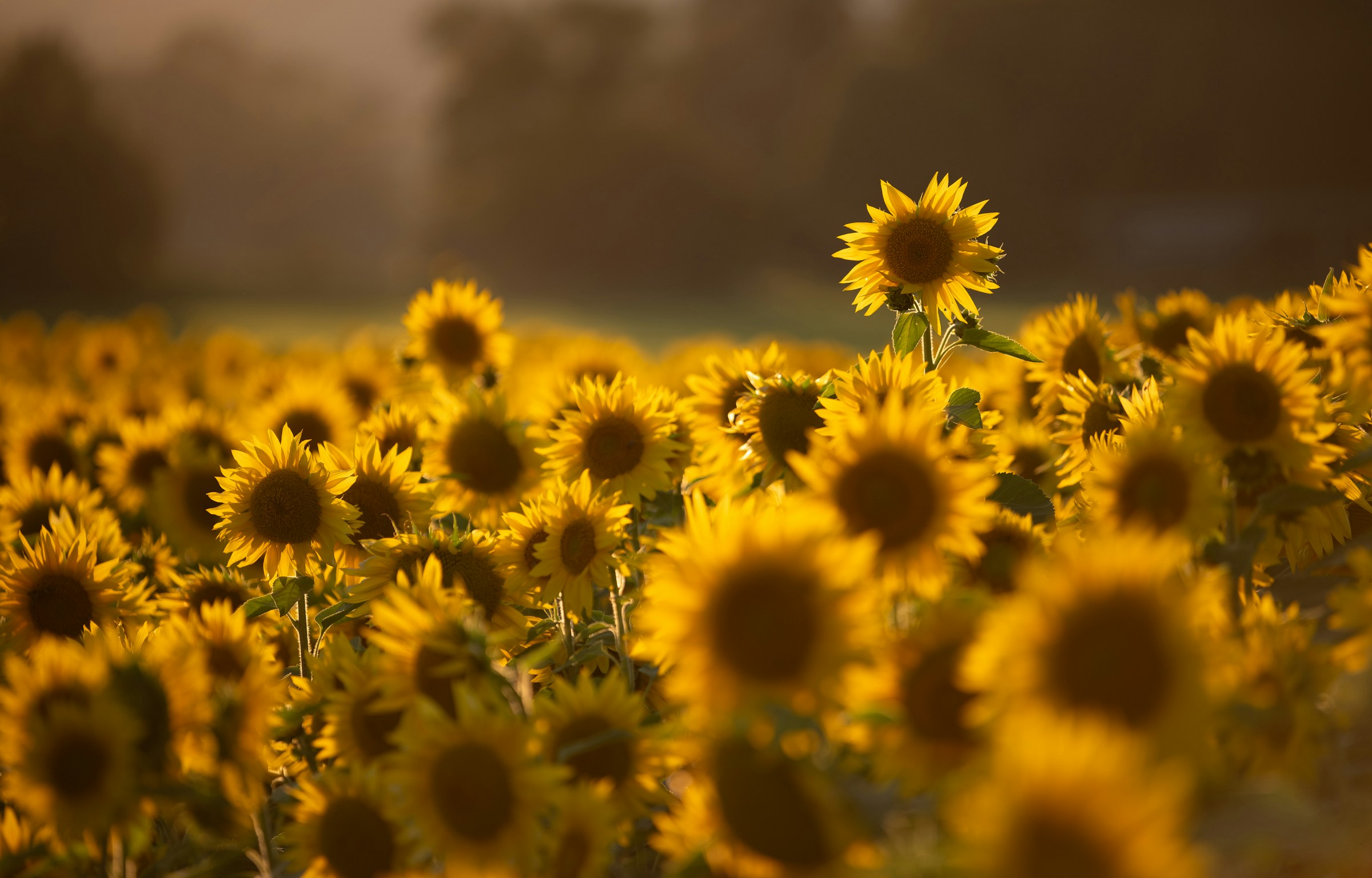 girasole significato